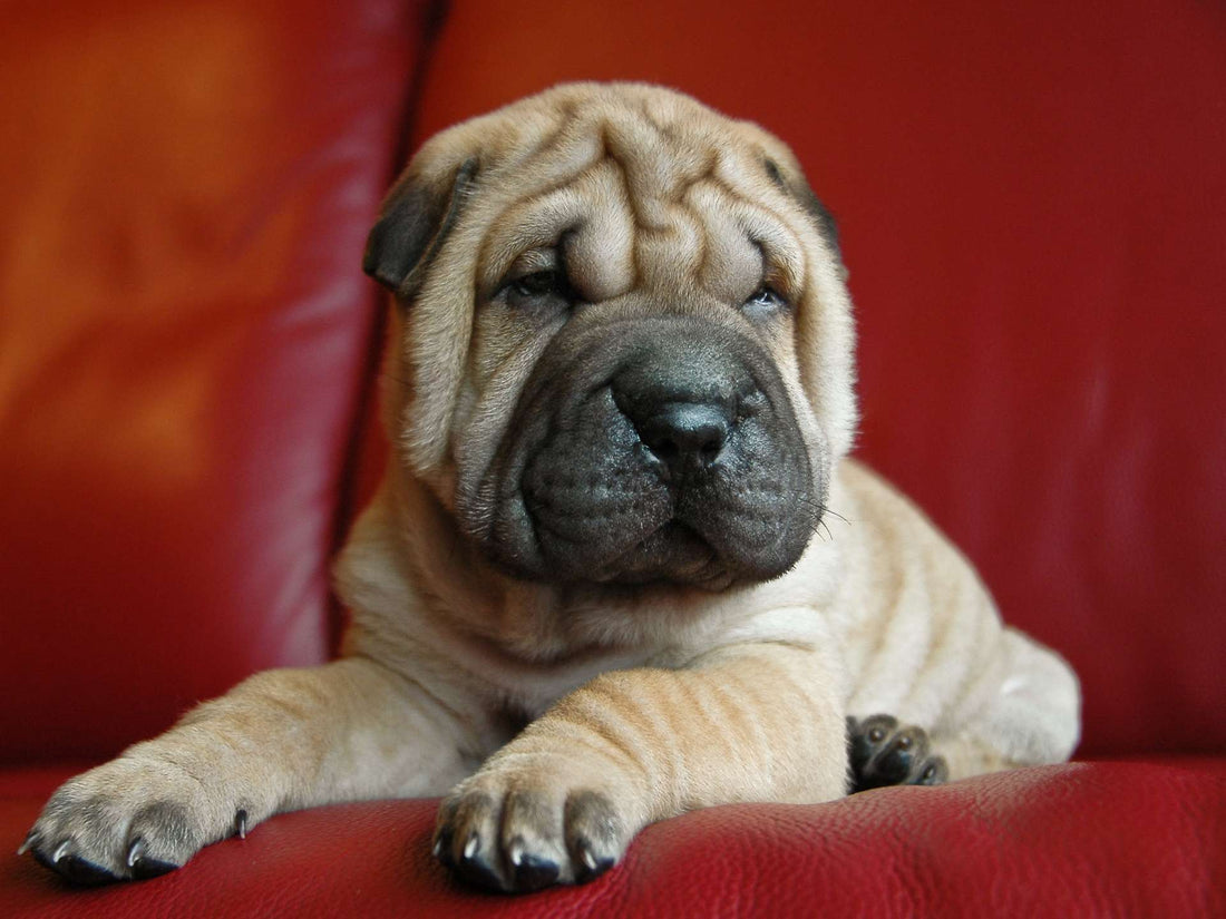 7 Effective Methods to Prevent Hot Spots in Dogs and Cats  