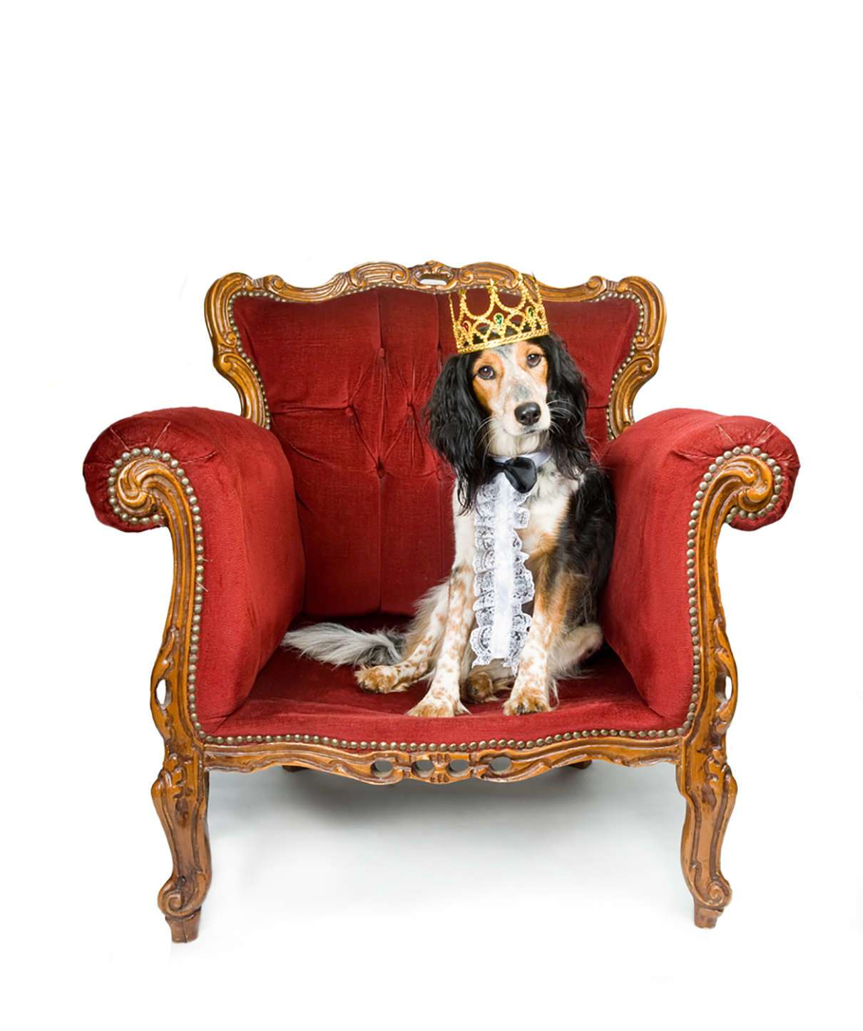 National Dog Day Vet Organics national-dog-day-vet-organics