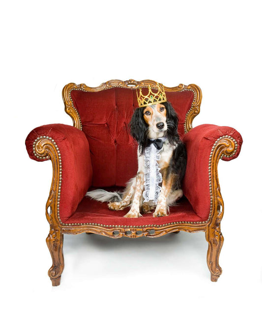 National Dog Day