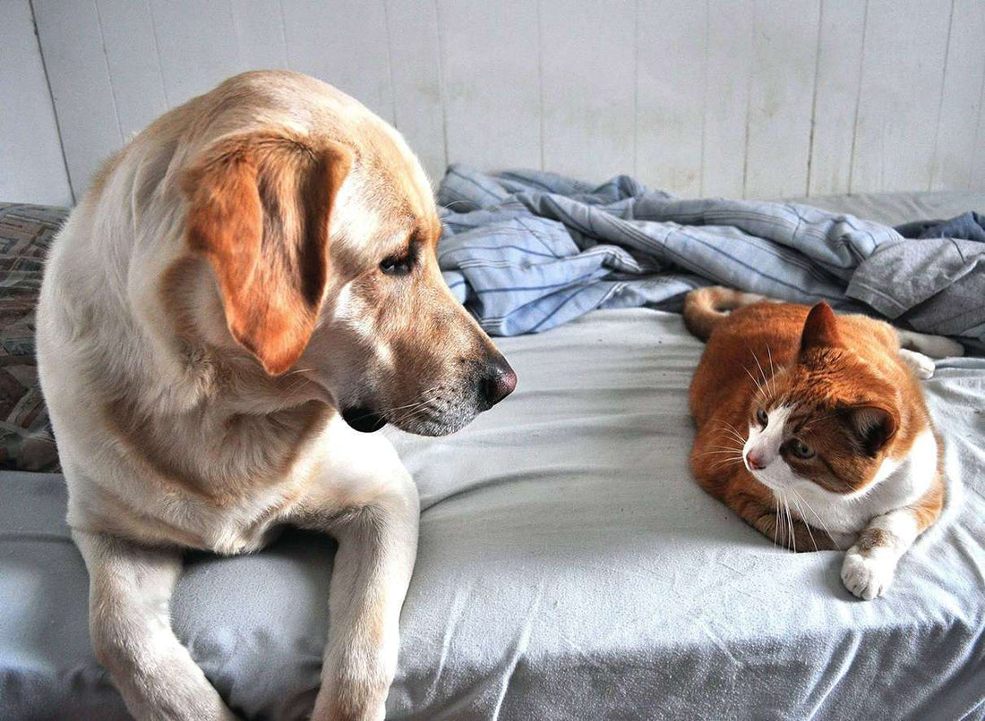 Should You Share Your Bed with Your Furry Friend?