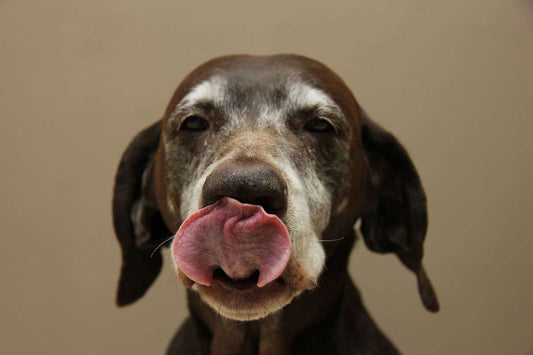 Prevent Your Pet from Overeating