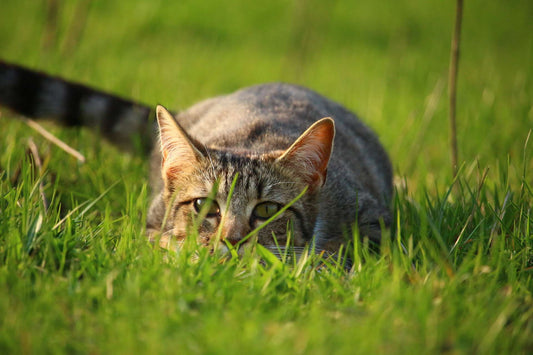 Feline Immune System - How It Works and Tips to Boost Your Cat’s Immunity