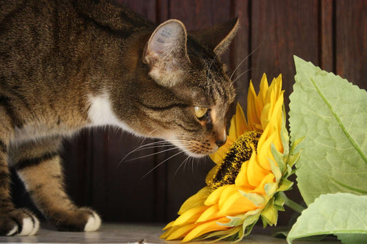 Homemade Cat Repellents to Keep Your Furniture and Garden Safe