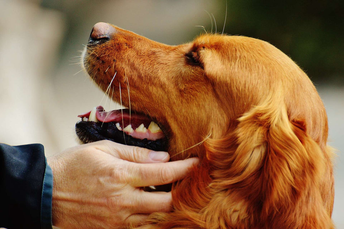 5 Reasons to Regularly Clean Your Dog’s Ears