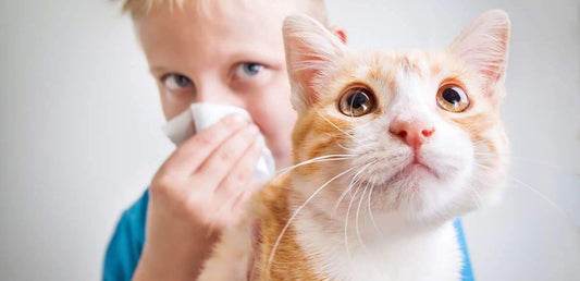 Treating Bad Breath In Your Pet