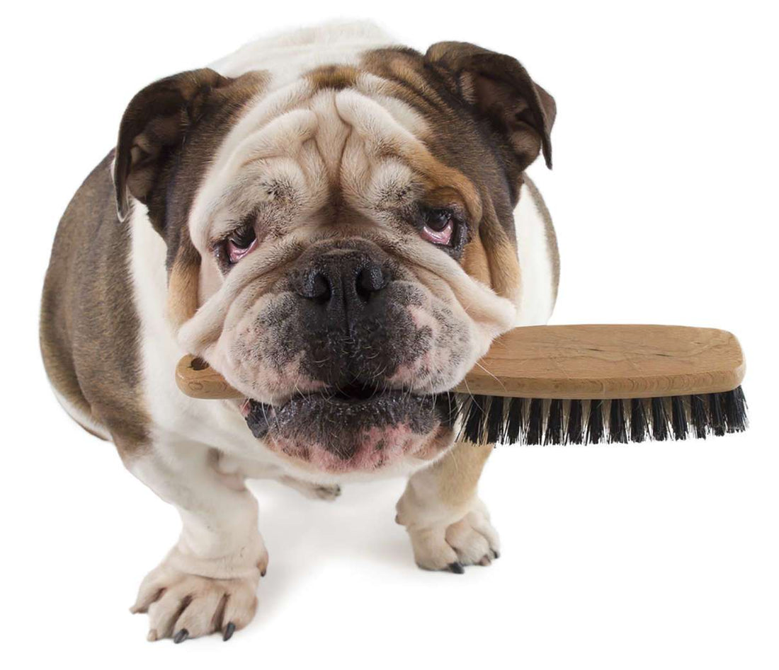 Natural Flea Control for Your Dog or Cat