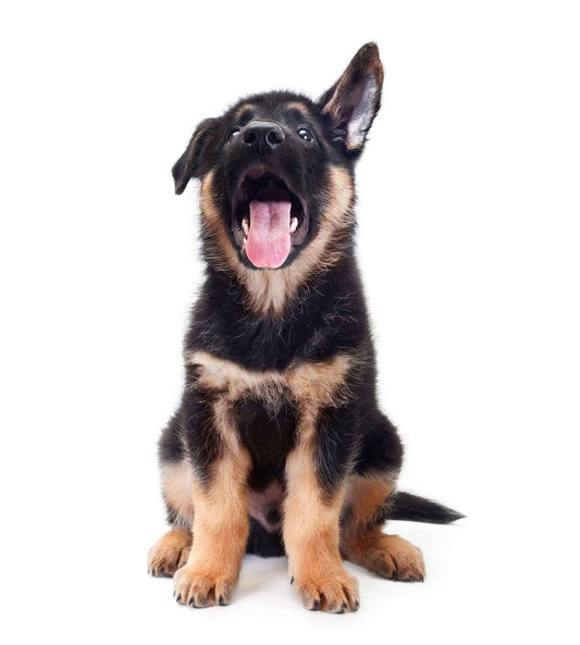 Why Do Dogs Ears Stink?
