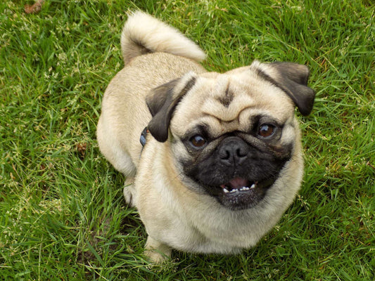 20 Most Common Dog Breeds & Their Potential Health Problems