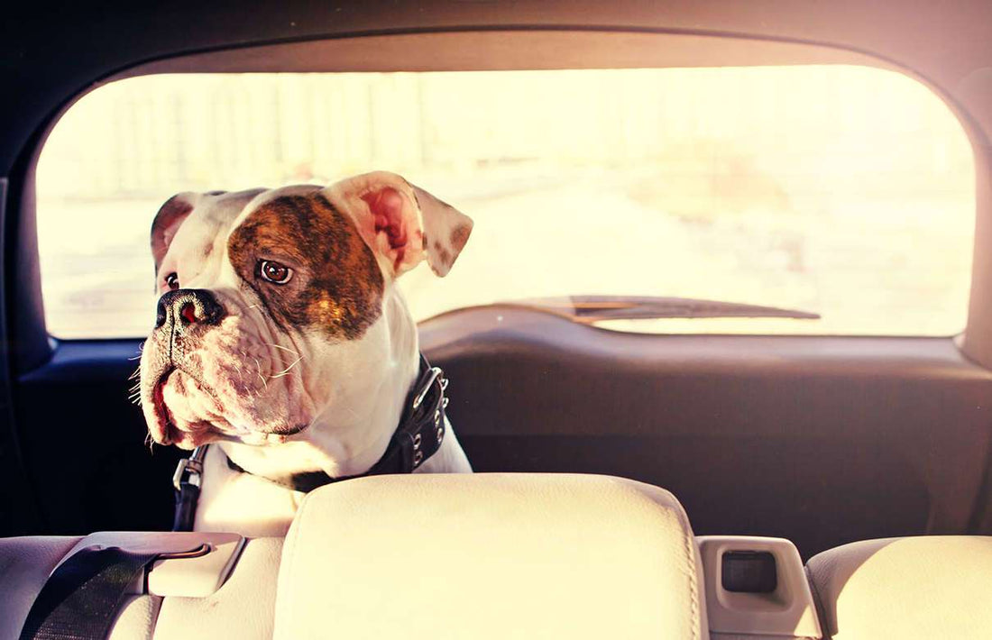 Best Devices for Pets in the Car