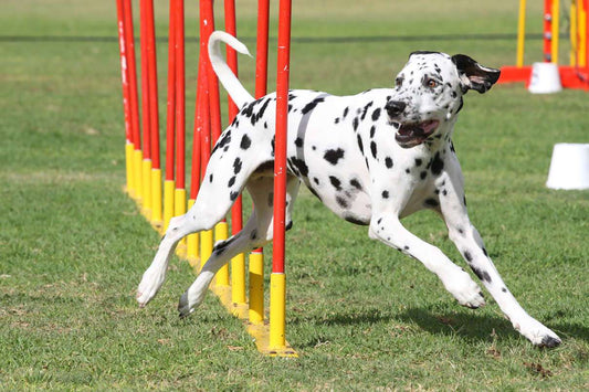 Training Your Dog With Hand Signals