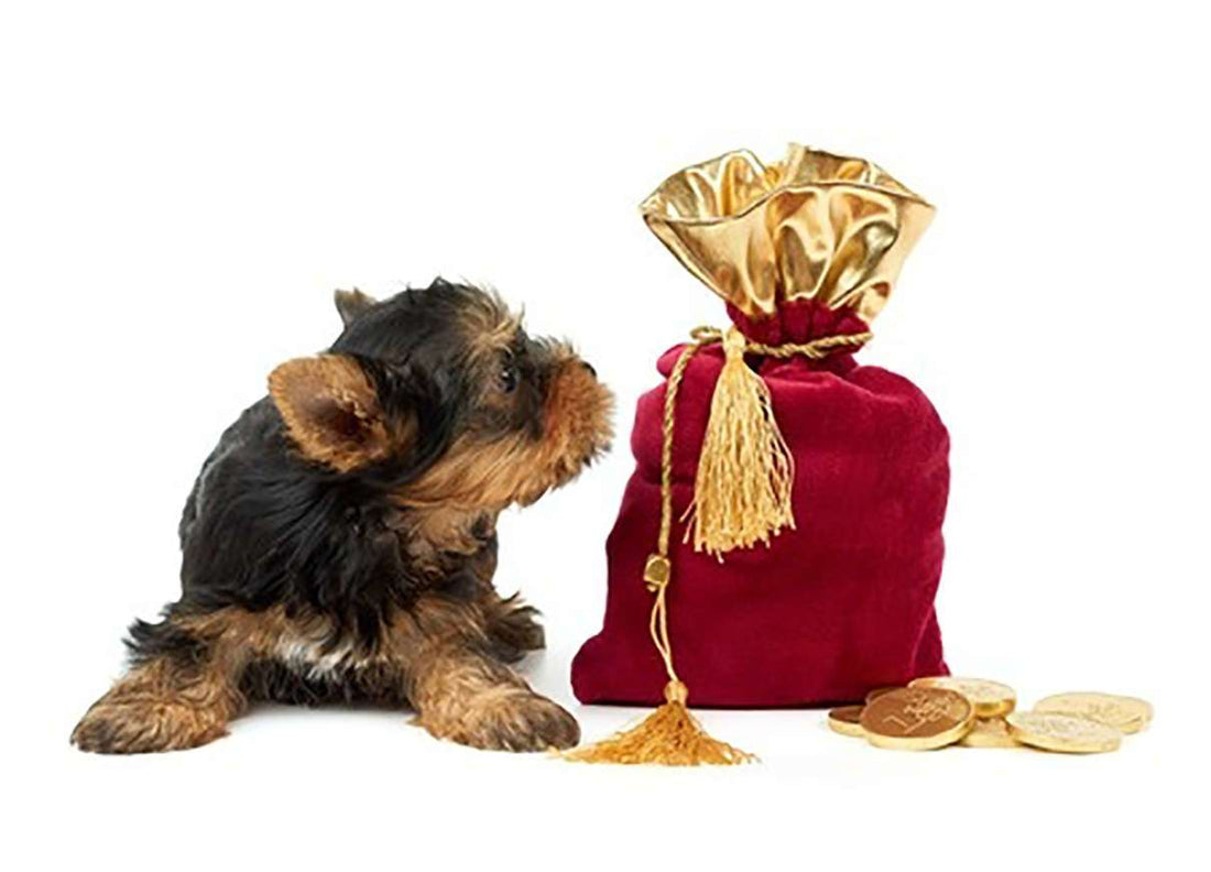 Growth In The Pet Sector Means More Jobs For Pet Lovers Vet Organics growth-in-the-pet-sector-means-more-jobs-for-pet-lovers-vet-organics