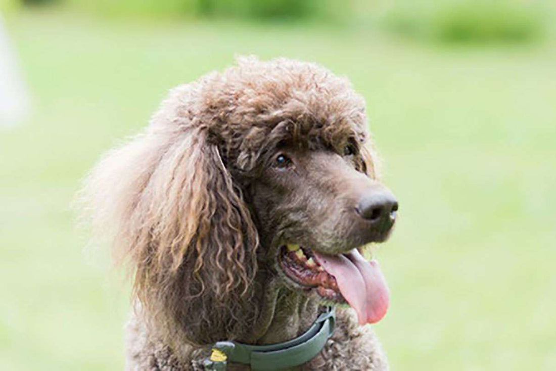 Addison's Disease and Your Dog