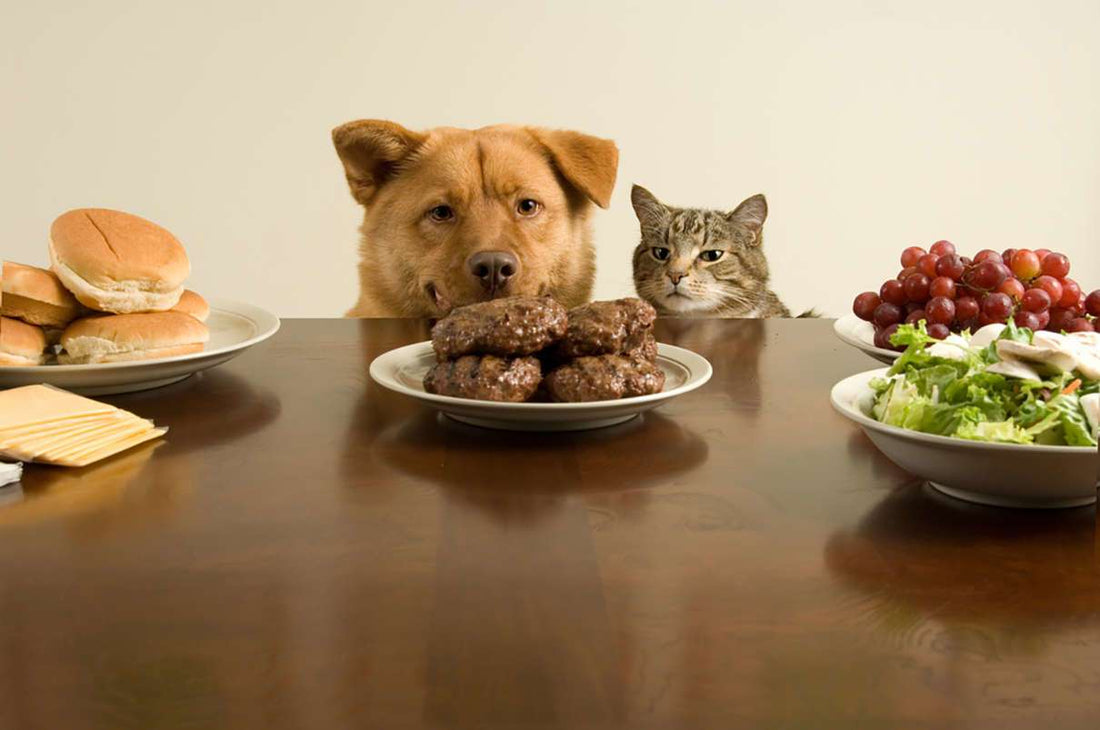 Navigating the Confusing World of Cat Food