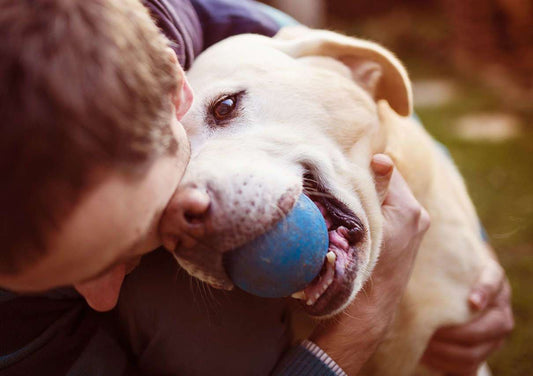 Crucial Canine Teeth Tips- part2