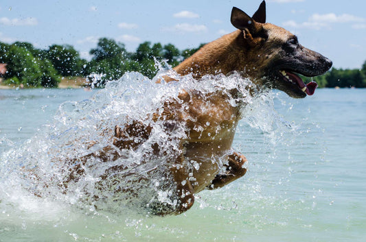 How to Clean Your Dog’s Ears and the Tools You’ll Need