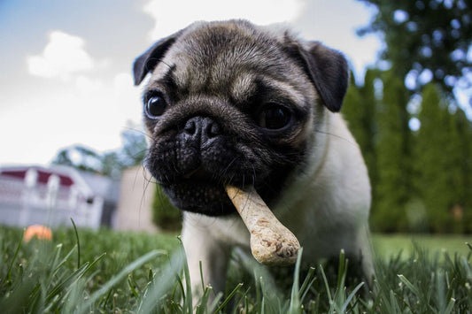 Bully Sticks: A Natural Chew for Your Dog