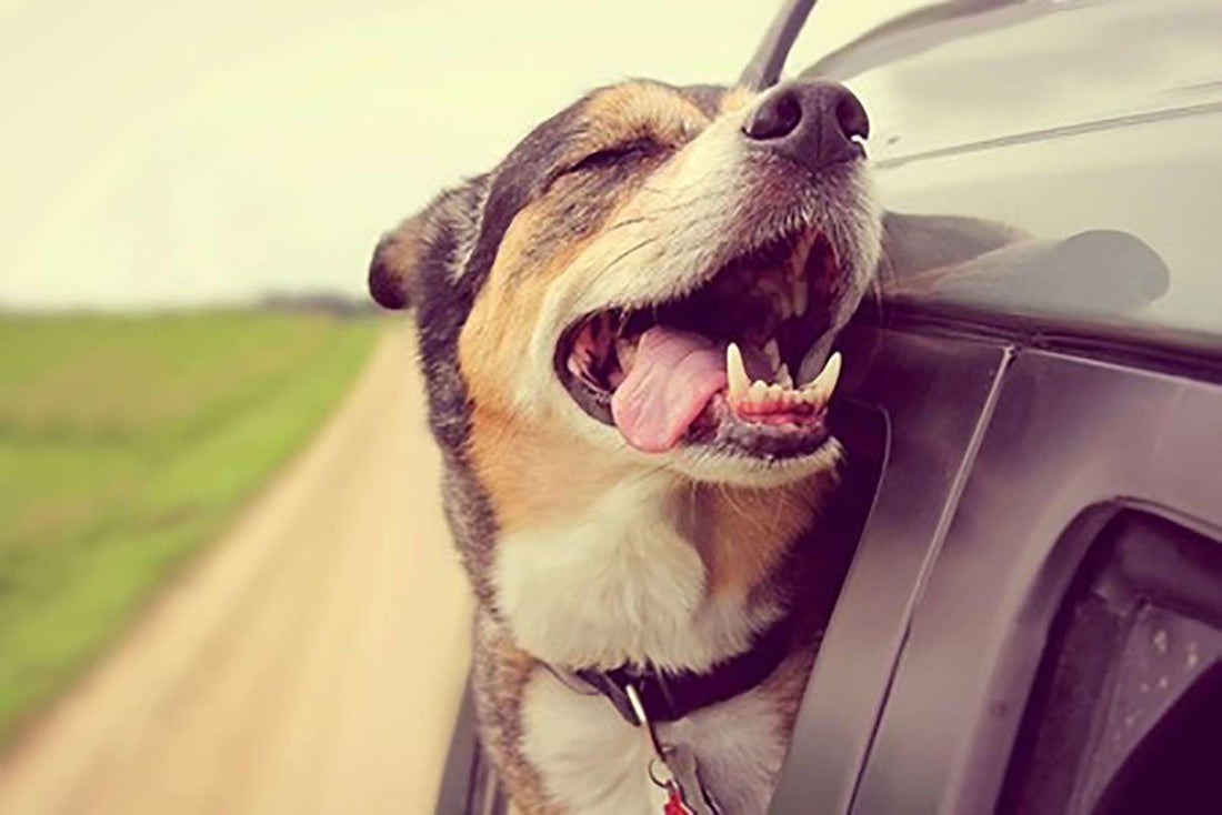 Crucial Canine Teeth Tips