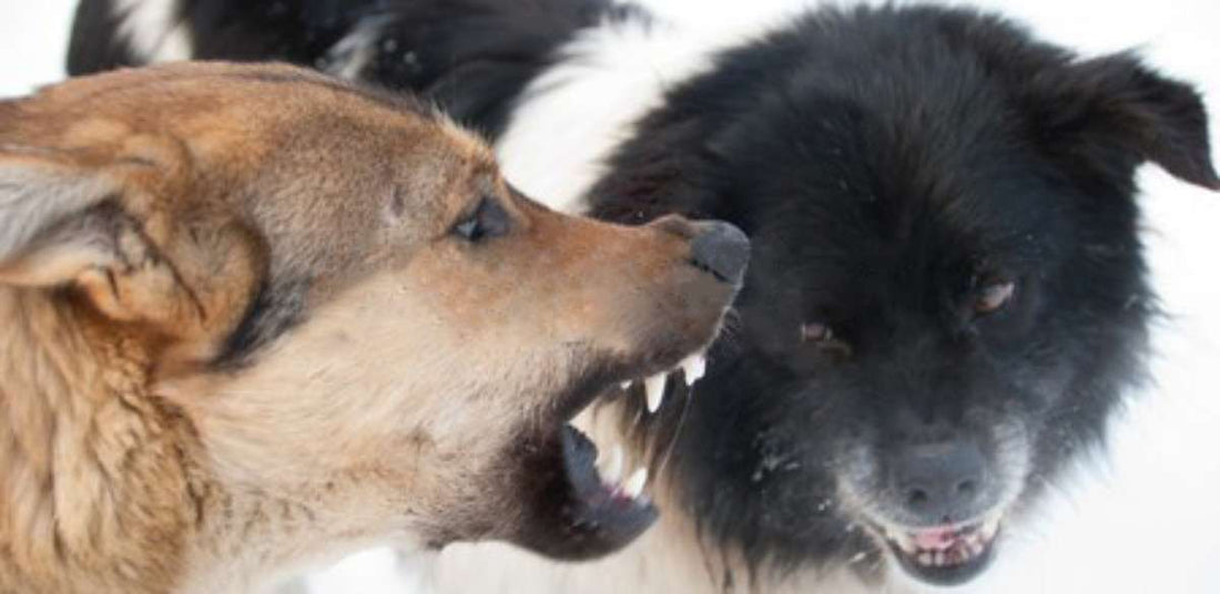How to Safely Break Up a Dog Fight – Vet Organics