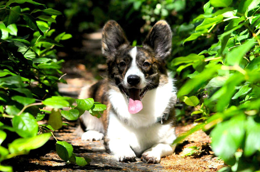 How To Make Your Dog's Immune System Stronger