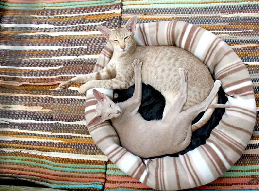 4 Ways to Get Your Old & New Cat to Be BFFs