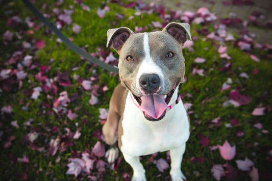 Probiotics for Dogs: Should I Give Them to My Healthy Dog?