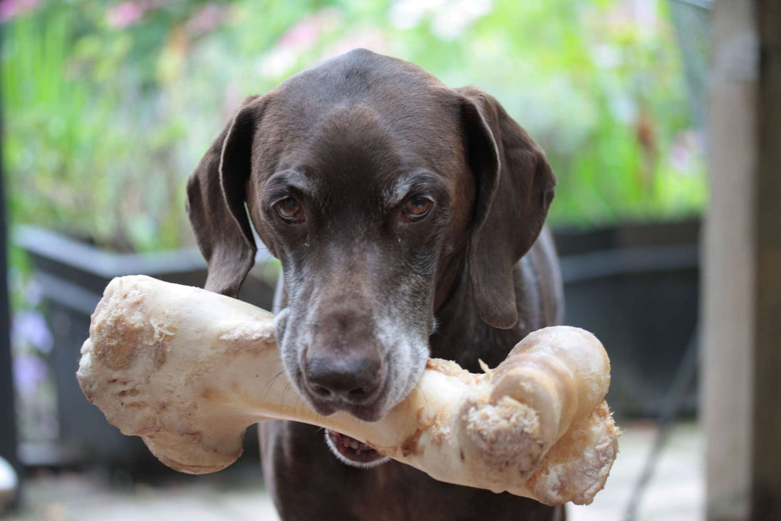 Giving Your Dog Bones? Avoid No-No's with 10 Rules