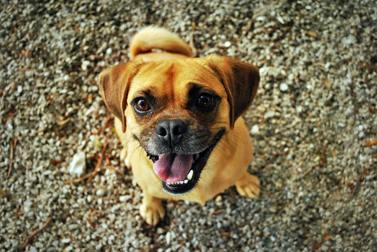8 Fun Facts You Didn’t Know About Your Dog