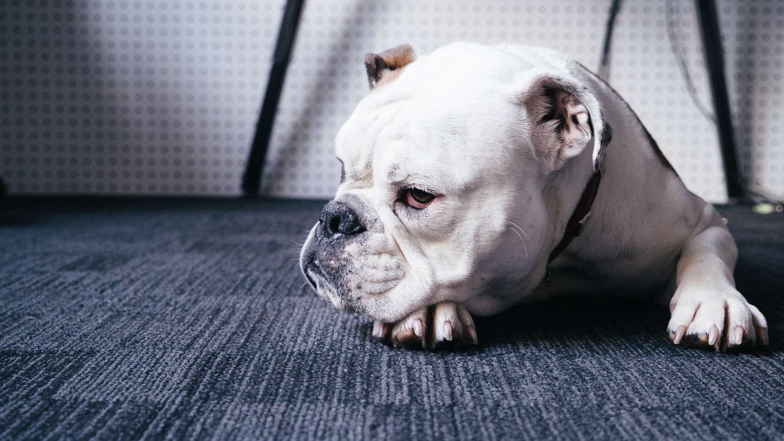 Guard Your Dog Against Giardia