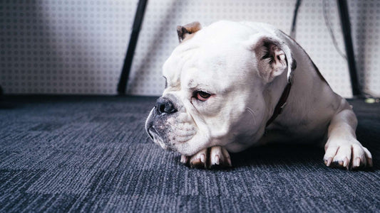 Guard Your Dog Against Giardia