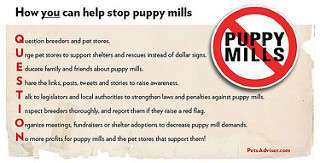 Cities Move to Ban Puppy Mill Animals in Pet Stores