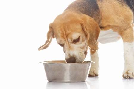Understanding the Ingredients in Natural Dog Food