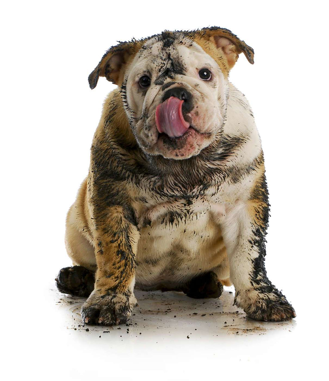Stop Your Dog From Digging (Tips & Tricks)