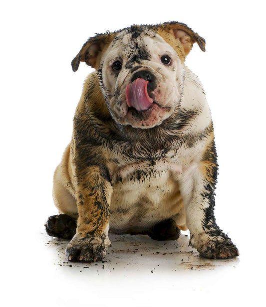 Stop Your Dog From Digging (Tips & Tricks)