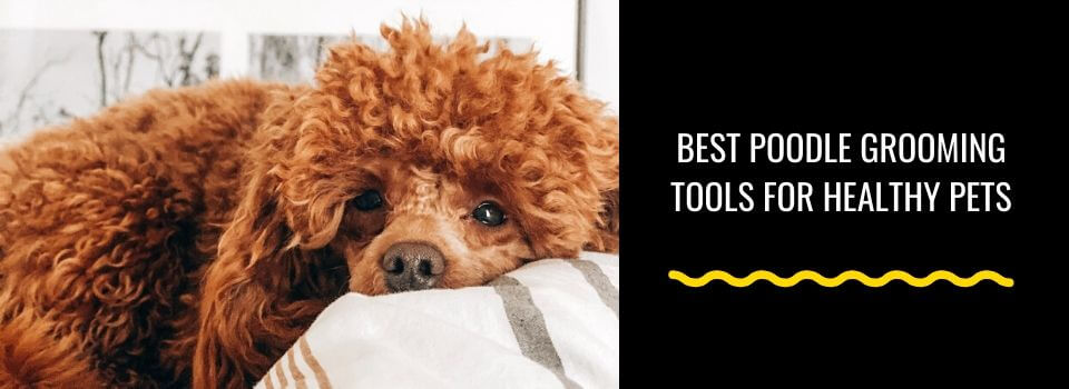 10 Best Poodle Grooming Tools for Healthy Pets