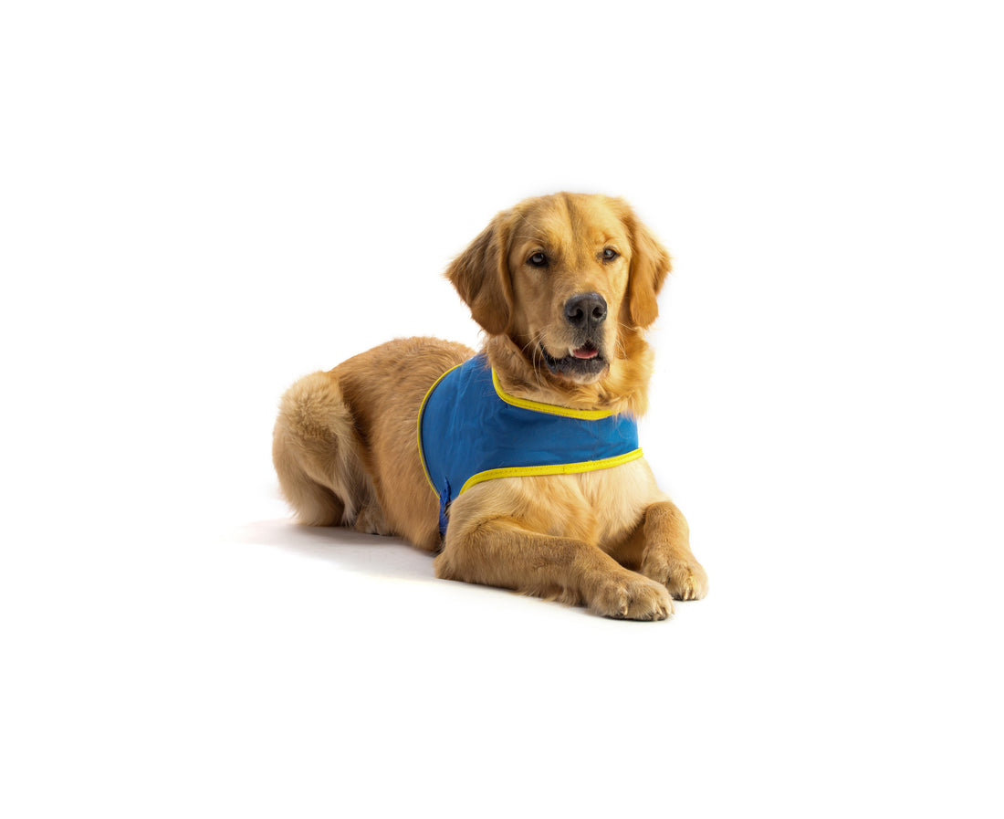 The Real Definitions: Service, Support, and Therapy Animals