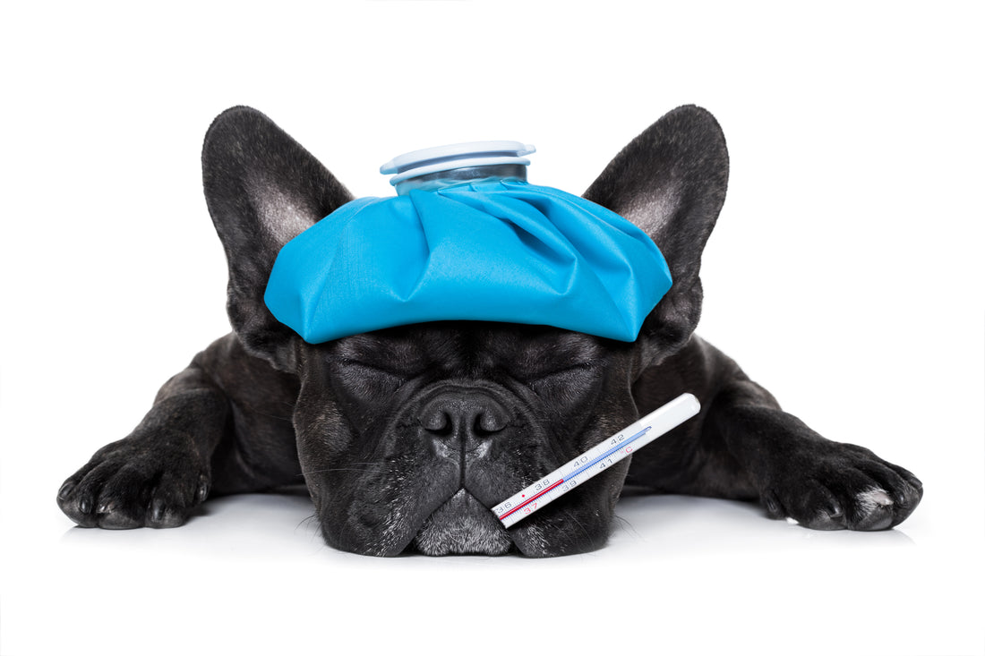 Canine-Influenza-Update-vet-organics