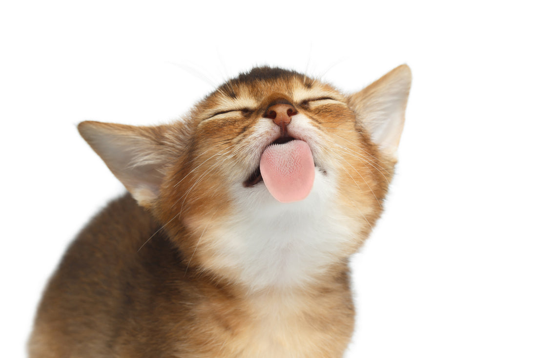 Cat-licks-Vet-Organics
