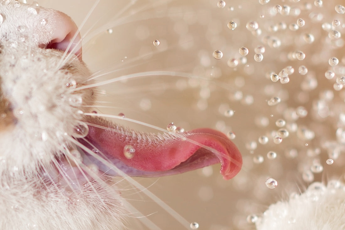 Cats-drink-water-EcoImmune-Vet-Organics