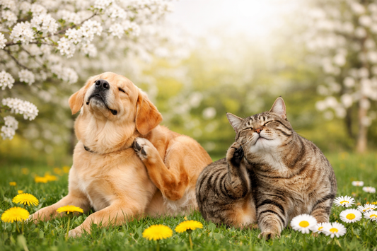 Spring Allergy Season: Natural Remedies for Dogs & Cats