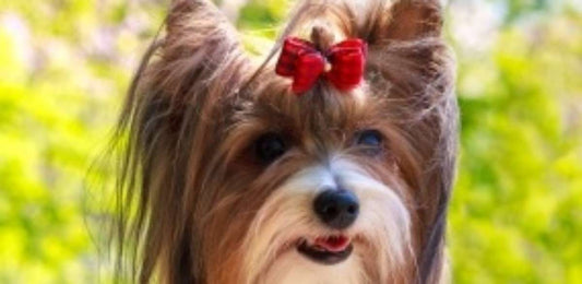 8 Products to Fuzz Bust Your Furniture from Pet Hair