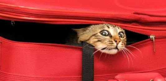 Traveling With Pets: Make It a Joy, Not a Heartbreak