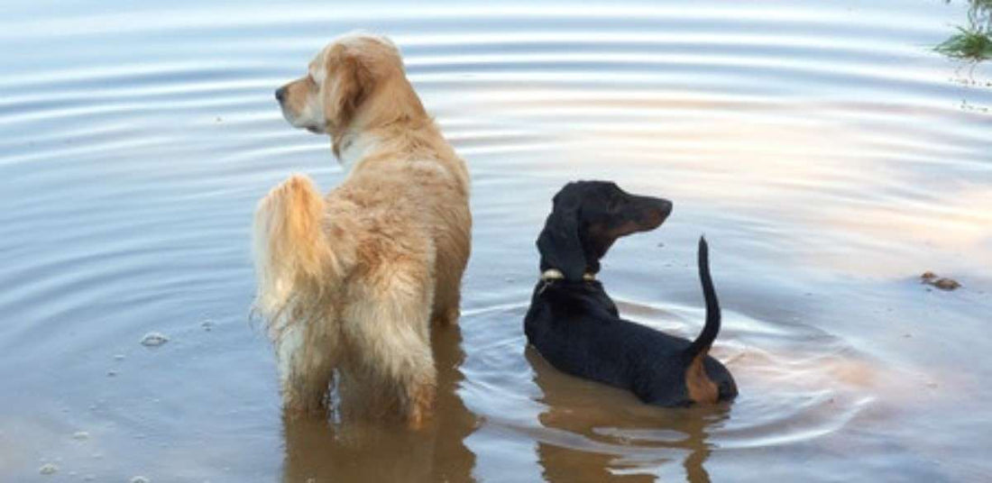 The 5 Best Self-Watering Pet Fountains to Refresh With