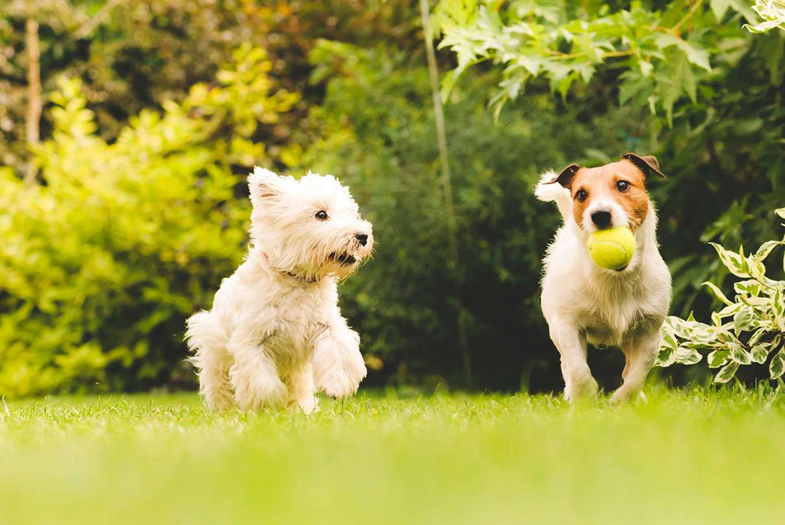 Dog Parks: Find ‘em & Know the Etiquette