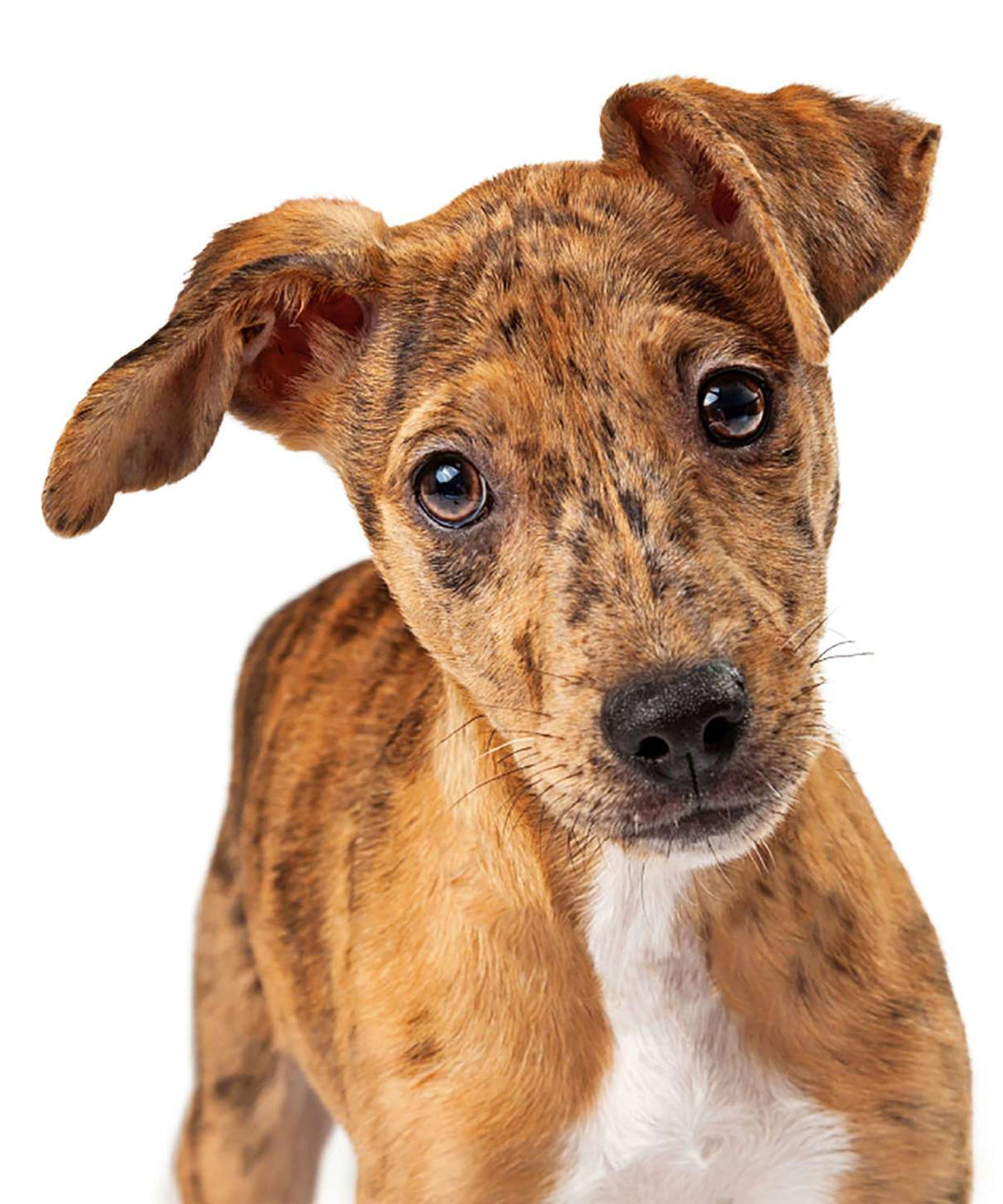 Why Do Dogs Eat Poop?