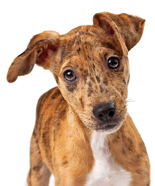Why Do Dogs Eat Poop?