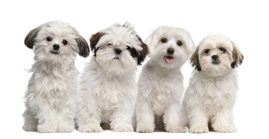 Getting Rid of Pet Urine in Carpets