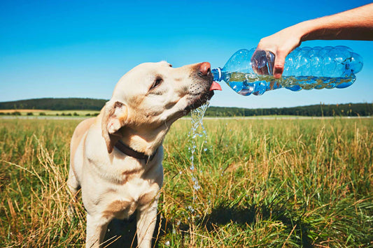 The Essential Dog & Cat Disaster Preparedness Guide for Guardians
