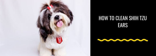 How to Clean Shih Tzu Ears - Step-by-Step Guide