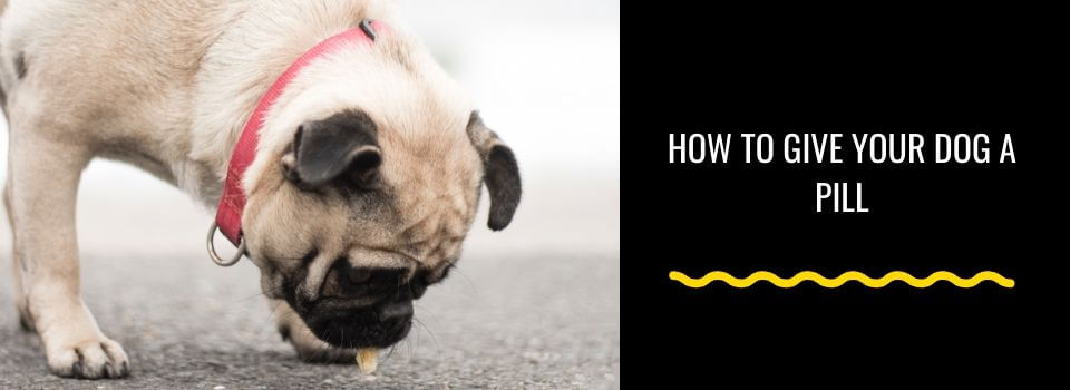 How to Give Your Dog a Pill. Tricks and Tips From the Pros