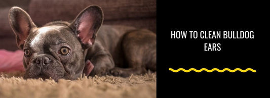How to Clean French Bulldog Ears & English Bulldog Ears: A Step by Step Guide